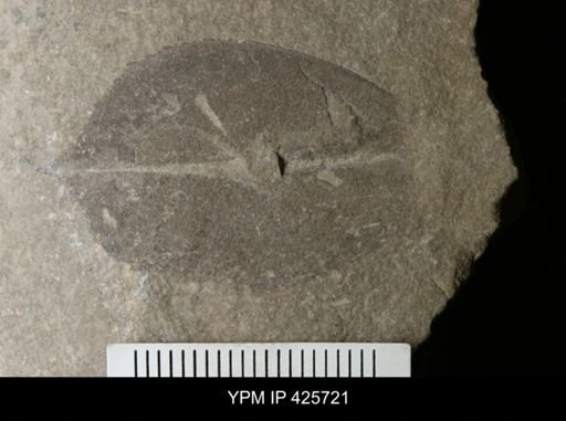 Pterygotus (Acutiramus) macrophthalmus