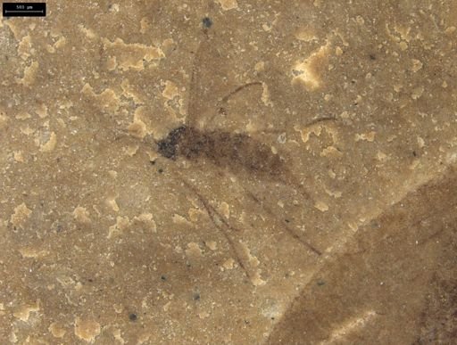 undet. Diptera