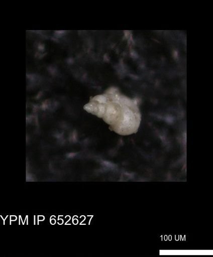 undet. Foraminiferida