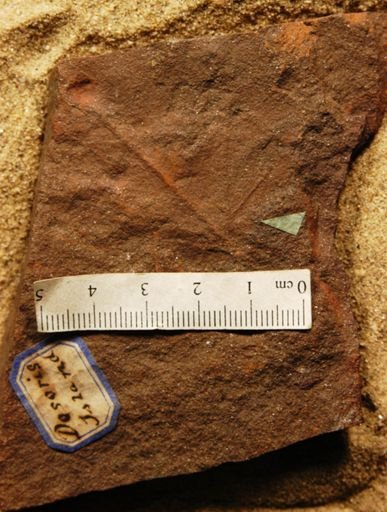 Cissites formosus