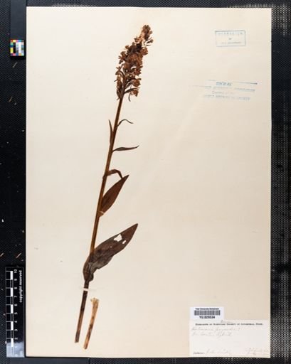 Habenaria psycodes
