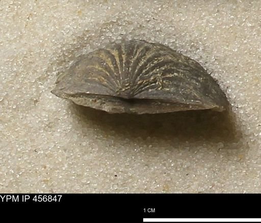 Stropheodonta sp.