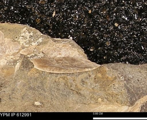 Baculites sp.