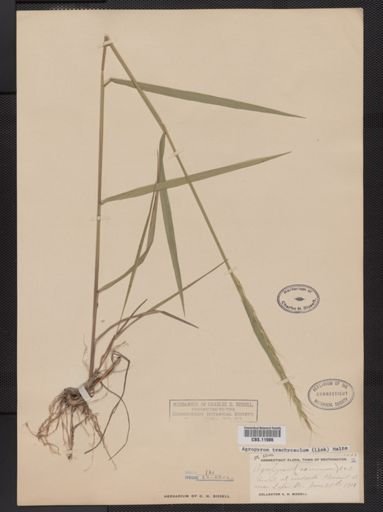 Elymus trachycaulus