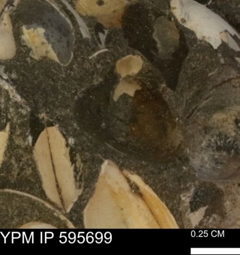 undet. Bivalvia