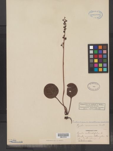 Pyrola rotundifolia americana