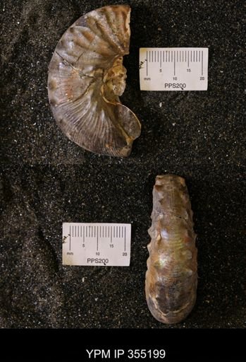 Hoploscaphites sp.