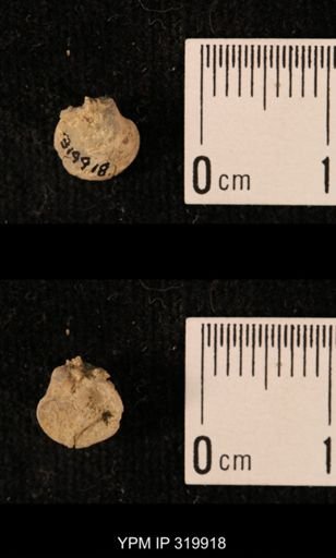 Ambocoelia planoconvexa