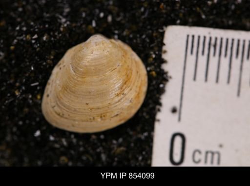 Limopsis striatopunctatus