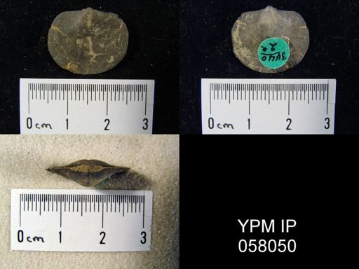 Dalmanella perelegans