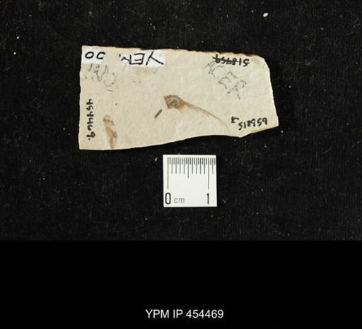 Fulgoridae