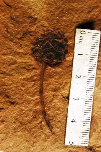 Metasequoia occidentalis