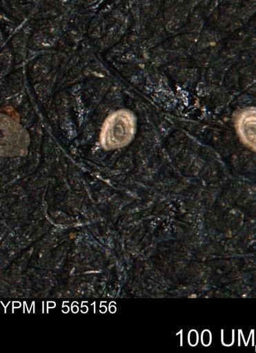 Spirolocammina subcircularis