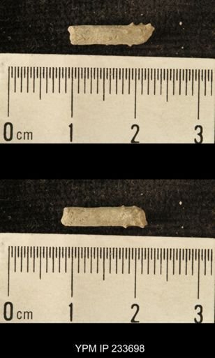 Archaeocidaris sp.