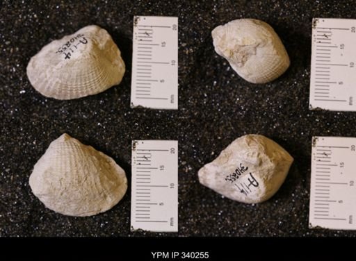 Pholadomya (Procardia) sp.