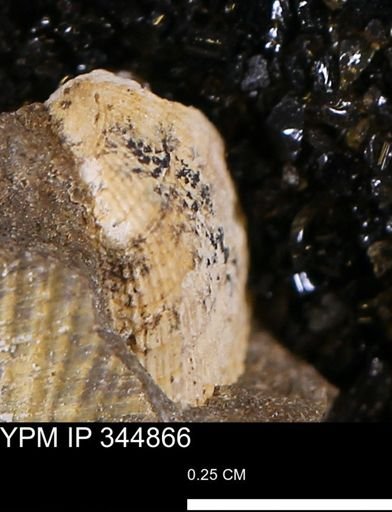 undet. Bivalvia