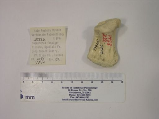 Teleoceras fossiger