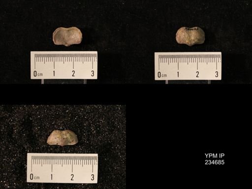 Marginifera splendens