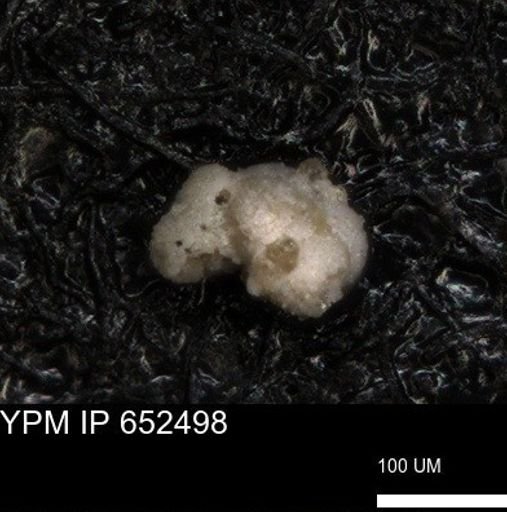 undet. Foraminiferida