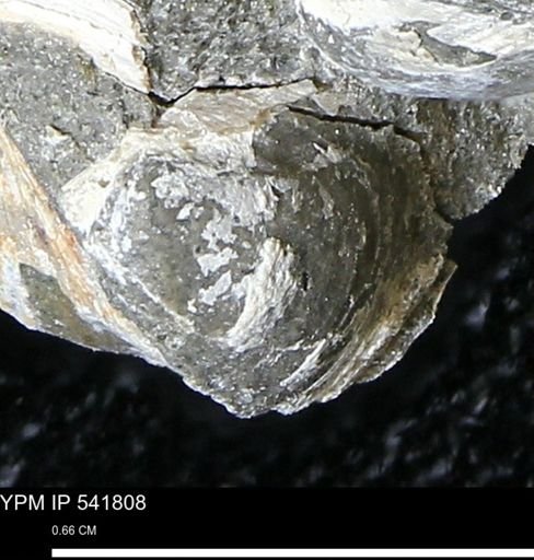Limopsis striatopunctatus