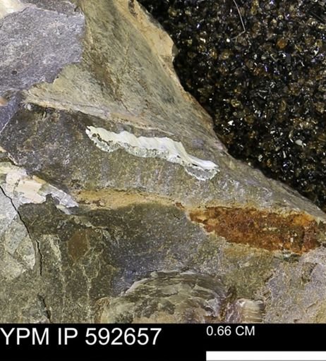 undet. Bivalvia