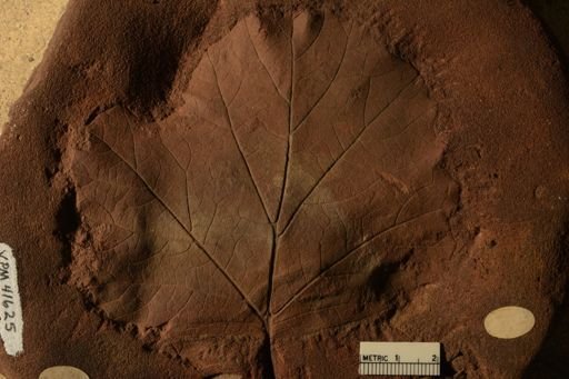 Protophyllum haydenii