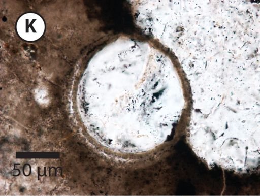 Leiosphaeridia jacutica