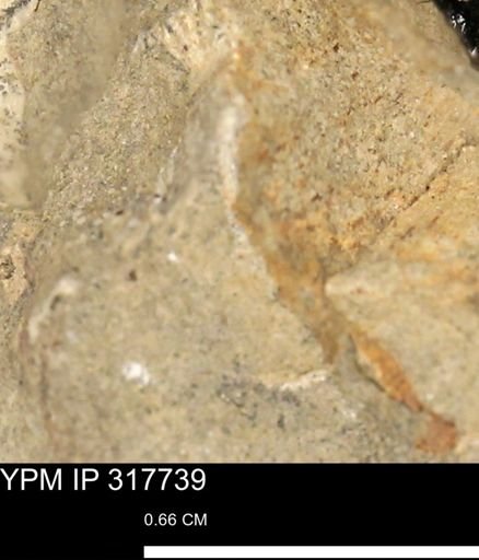 undet. Mollusca