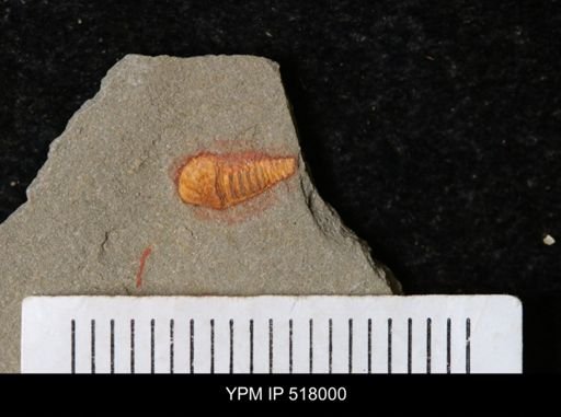 undet. Synziphosurina