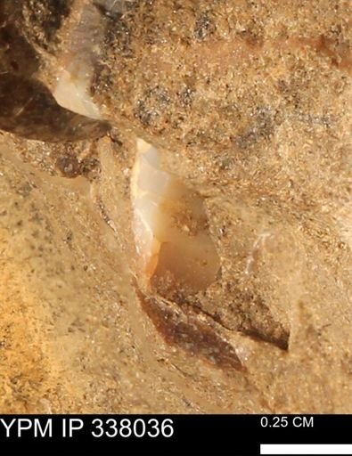 undet. Mollusca