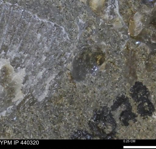 Protocardia subquadrata