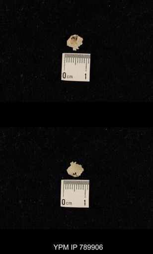 undet. Brachiopoda