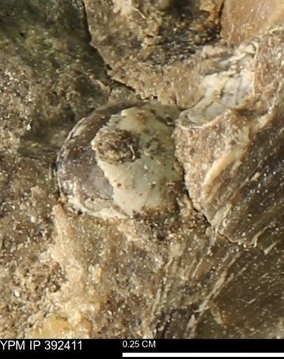 Protocardia subquadrata