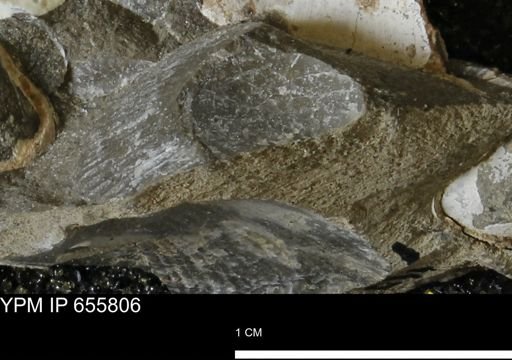 Oxytoma (Hypoxytoma) nebrascana