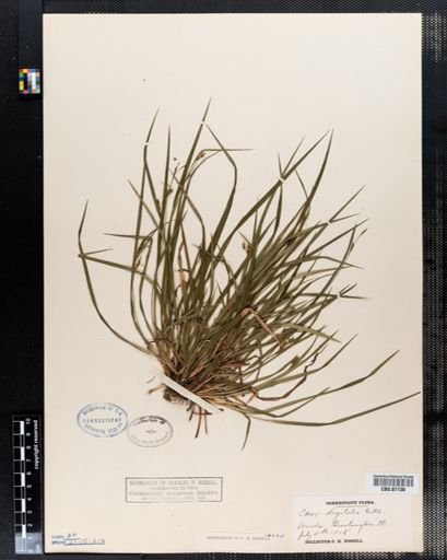 Carex digitalis