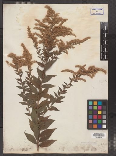 Solidago rugosa