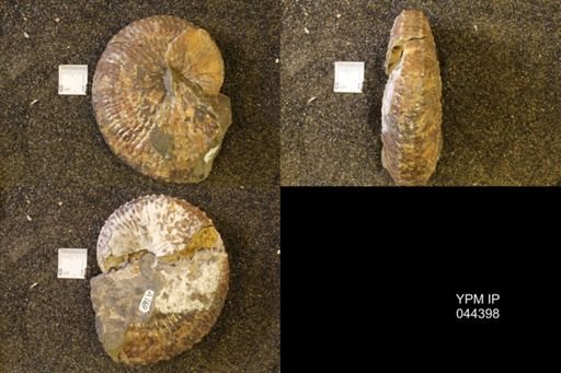 Jeletzkytes nebrascensis