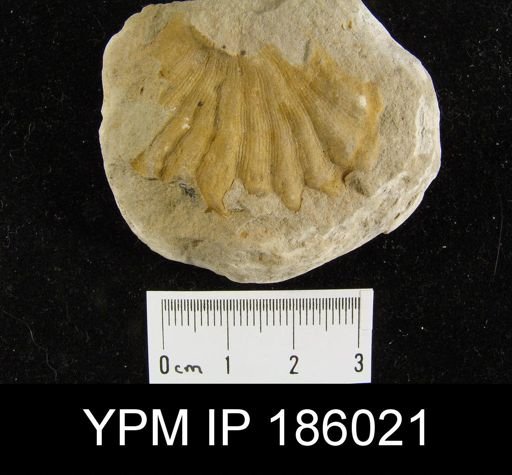 Meekella striatocostata