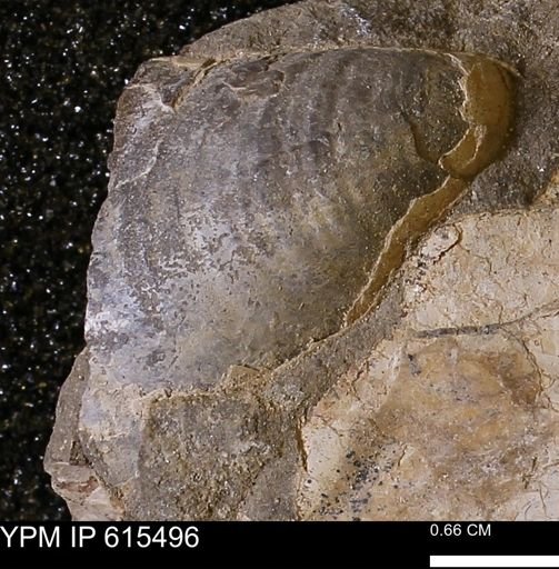 Inoceramus sp.