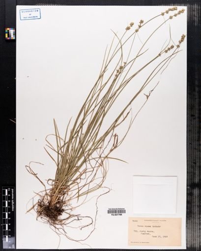 Carex rosea