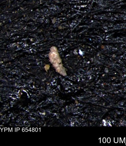 Verneuilinoides kansasensis