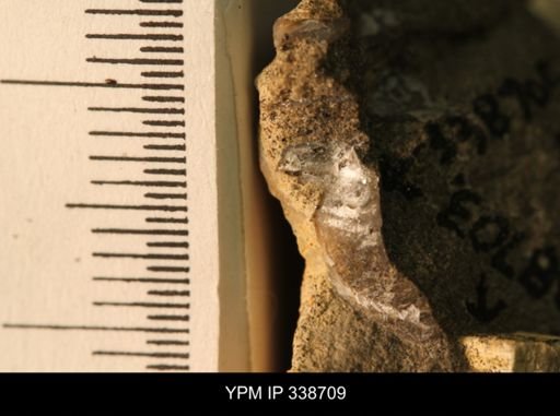 Protocardia subquadrata