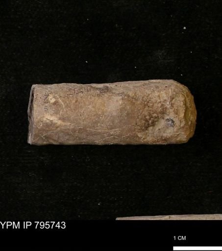 Baculites sp.