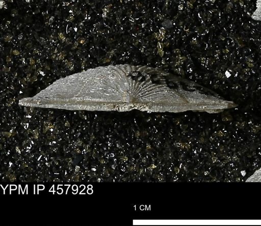 Strophodonta sp.