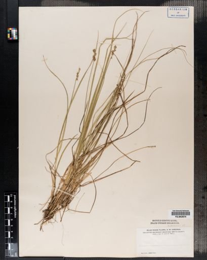 Carex