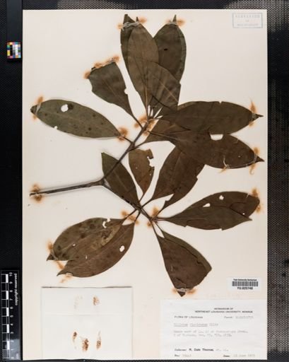 Illicium floridanum