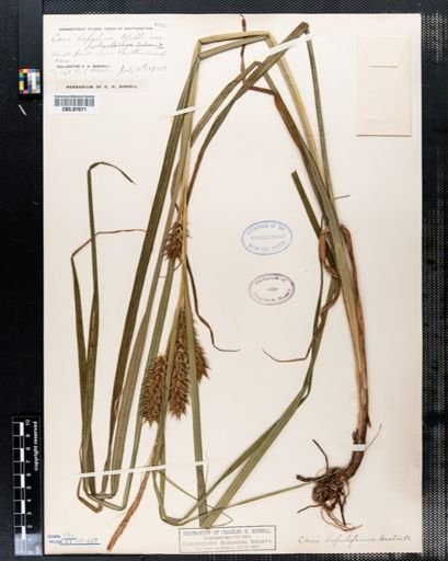 Carex lurida