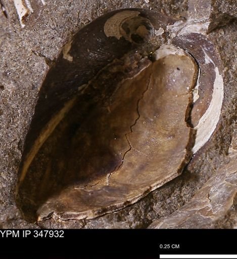 Limopsis striatopunctatus