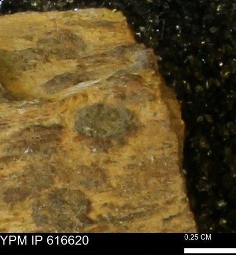Teredo sp.