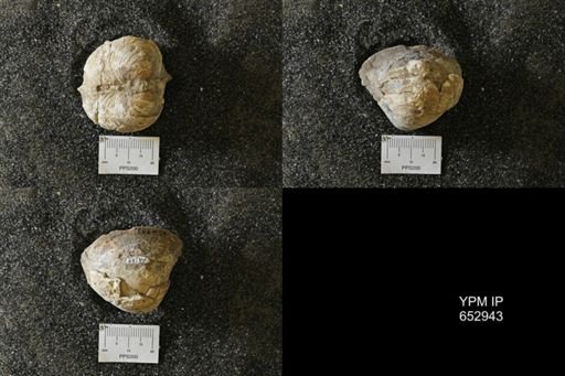 Cucullaea sp.